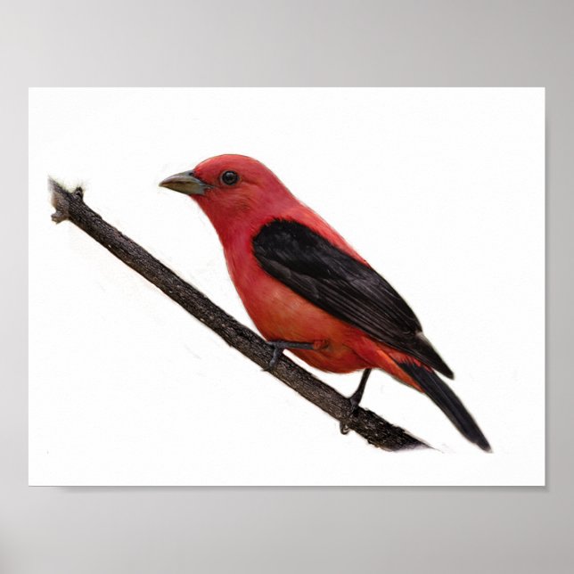 Scarlet Tanager auf Zweig Poster (Vorne)