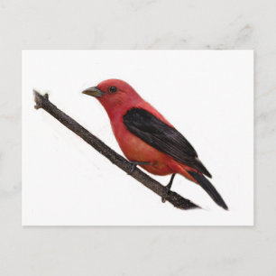 Scarlet Tanager auf Zweig Postkarte