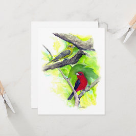 Scarlet Tanager Couple Note Card
