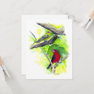 Scarlet Tanager Couple Note Card