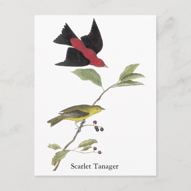 Scarlet Tanager - John James Audubon Postkarte (Vorderseite)