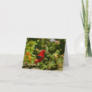 Scarlet Tanager Karte