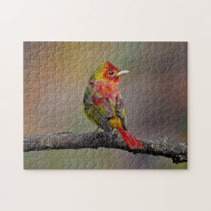 Scarlet Tanager Molting - Original Foto