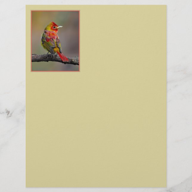 Scarlet Tanager Molting - Original Foto (Vorderseite)