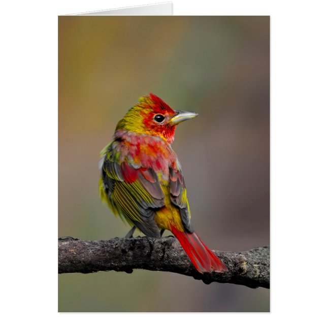 Scarlet Tanager Molting - Original Foto (Vorne)
