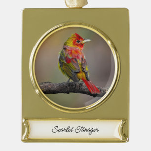 Scarlet Tanager Molting - Original Foto Banner-Ornament Gold