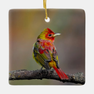Scarlet Tanager Molting - Original Foto Keramikornament