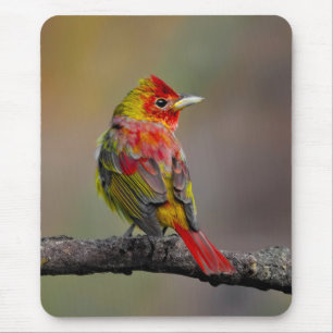Scarlet Tanager Molting - Original Foto Mousepad