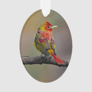 Scarlet Tanager Molting - Original Foto Ornament
