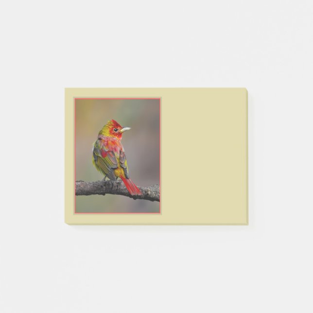 Scarlet Tanager Molting - Original Foto Post-it Klebezettel (Vorderseite)