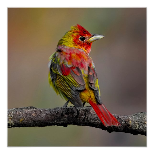 Scarlet Tanager Molting - Original Foto Poster (Vorderseite)