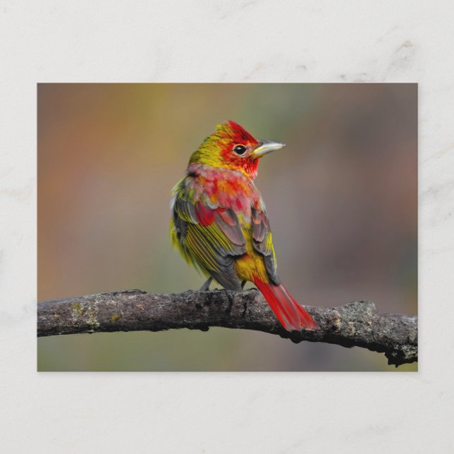 Scarlet Tanager Molting - Original Foto Postkarte (Vorderseite)