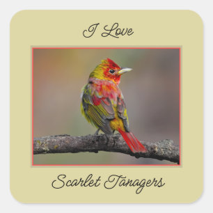 Scarlet Tanager Molting - Original Foto Quadratischer Aufkleber