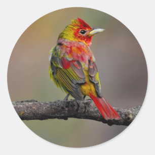 Scarlet Tanager Molting - Original Foto Runder Aufkleber