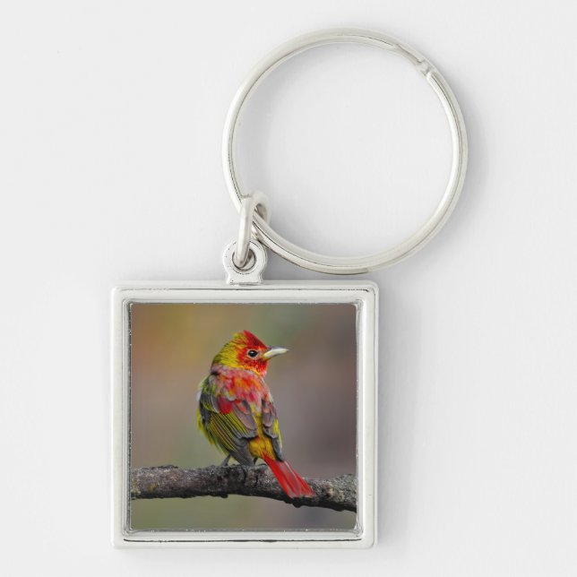 Scarlet Tanager Molting - Original Foto Schlüsselanhänger (Vorne)