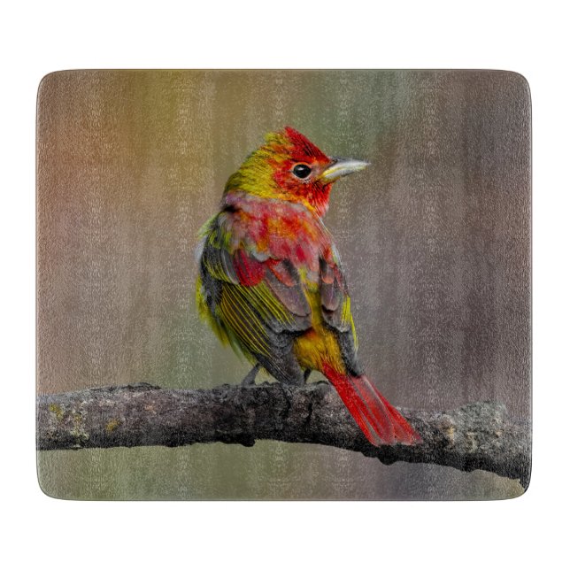 Scarlet Tanager Molting - Original Foto Schneidebrett (Vorderseite)