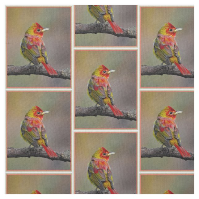 Scarlet Tanager Molting - Original Foto Stoff (Muster)