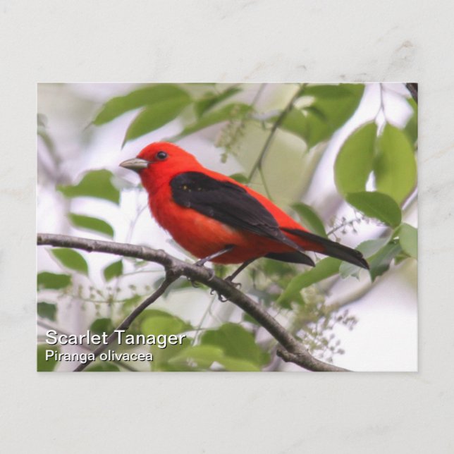 Scarlet Tanager Postkarte (Vorderseite)