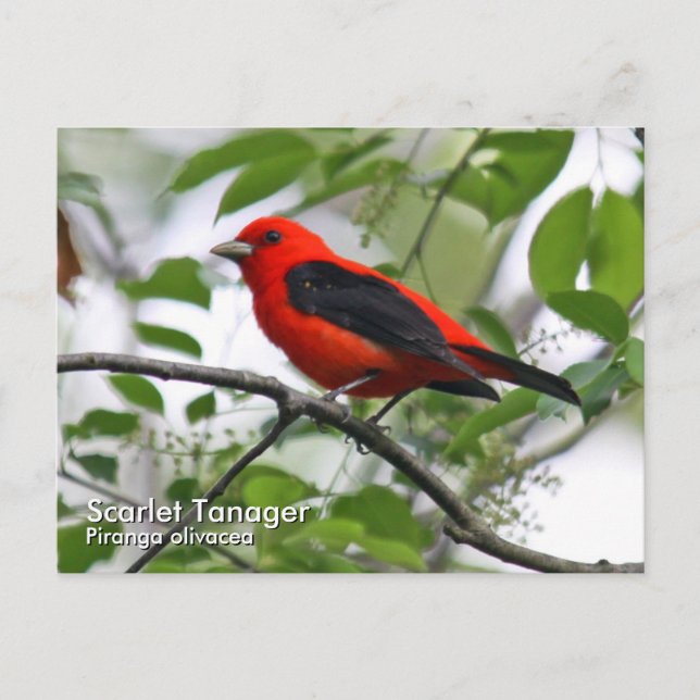 Scarlet Tanager Postkarte (Vorderseite)