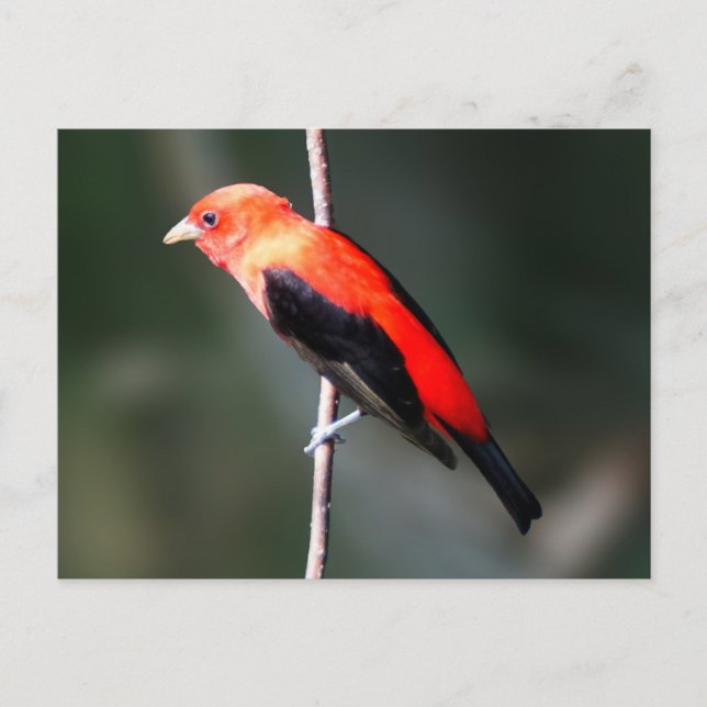 Scarlet Tanager Postkarte (Vorderseite)