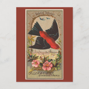 Scarlet Tanager Postkarte