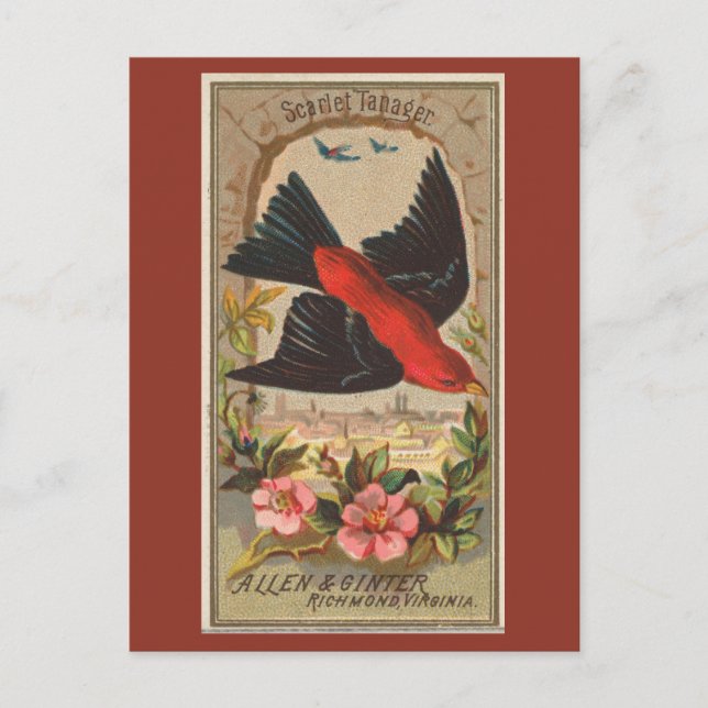 Scarlet Tanager Postkarte (Vorderseite)
