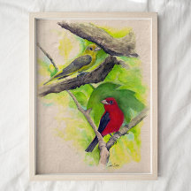 Scarlet Tanagers Vögel Aquarell Kunst drucken
