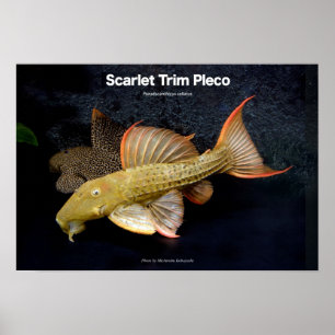 Scarlet Trimm Pleco の ス タ ポ Poster