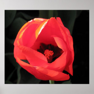 Scarlet Tulip Poster