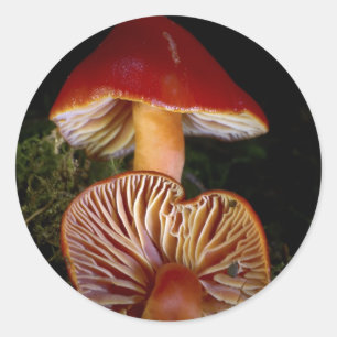 Scarlet Waxcap Pilz Runder Aufkleber