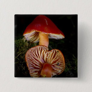 Scarlet Waxcap Pilze Button