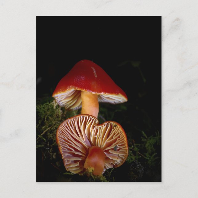 Scarlet Waxcap Pilze Postkarte (Vorderseite)
