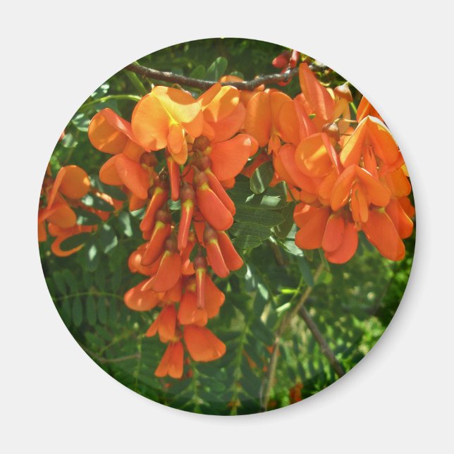 Scarlet Wisteria (Sesbania punicea) OBX Magnet (Vorne)