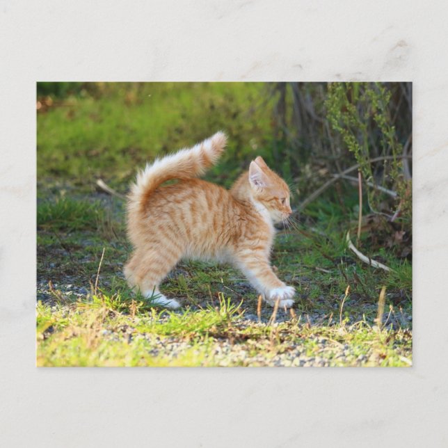 Scarycat Postkarte (Vorderseite)
