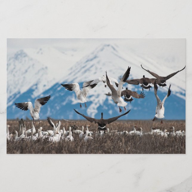 Scattering Geese Briefpapier (Vorderseite)
