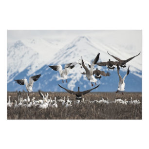 Scattering Geese Fotodruck