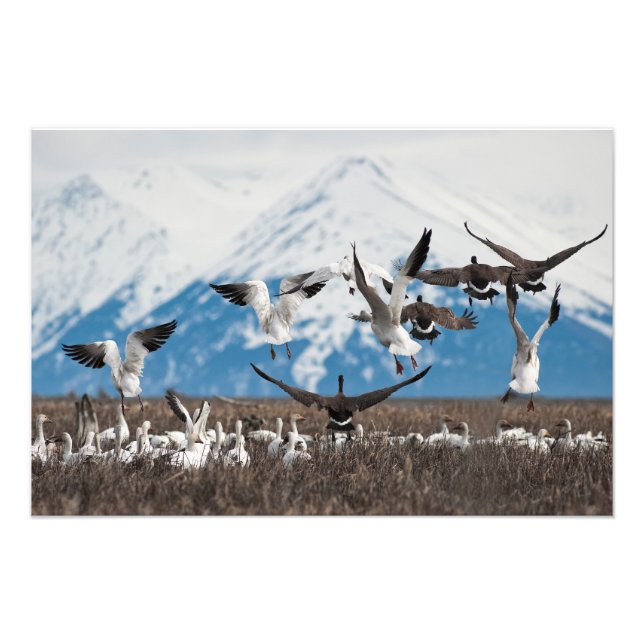 Scattering Geese Fotodruck (Vorne)