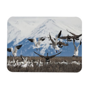 Scattering Geese Magnet