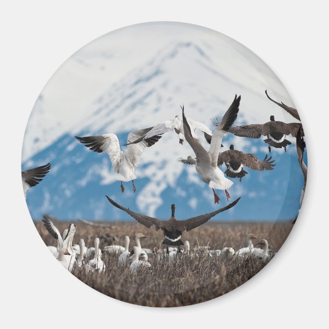 Scattering Geese Magnet (Vorne)