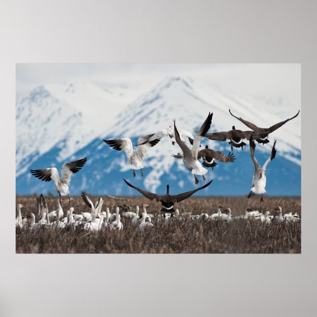 Scattering Geese Poster (Vorne)