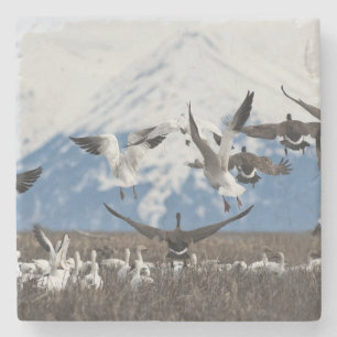 Scattering Geese Steinuntersetzer