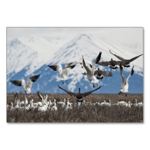 Scattering Geese Tischnummer