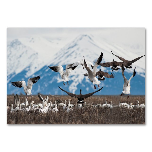 Scattering Geese Tischnummer (Vorderseite)