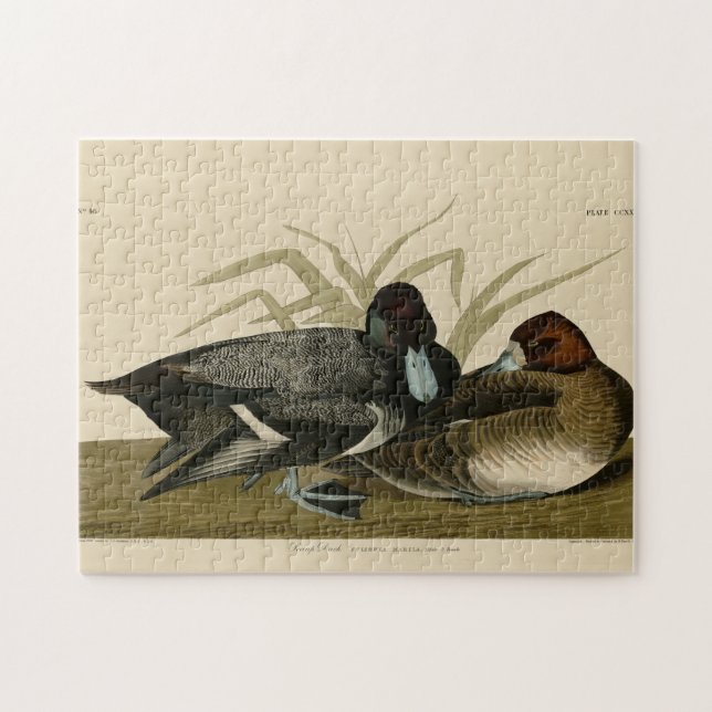 Scaup Enck (Lesser Scaup) Audubon Birds of America (Horizontal)