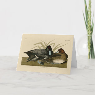 Scaup Enck (Lesser Scaup) Audubon Birds of America Karte