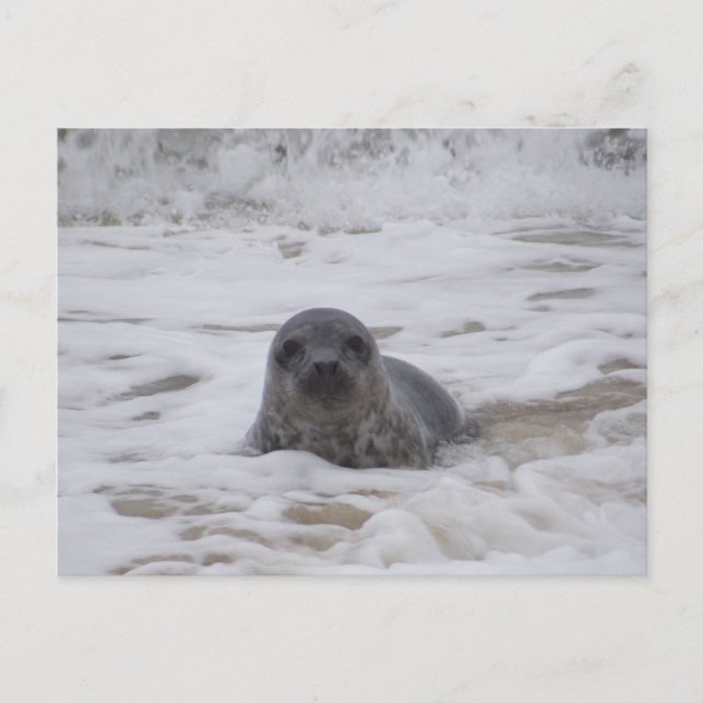 Sceau - Photo couleur animal Imprimer carte postal (Devant)