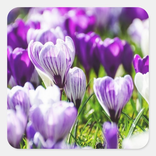 Sceaux d'enveloppe et autocollants Purple Crocus  (Devant)