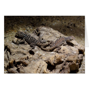 Sceloporus cyanogenes