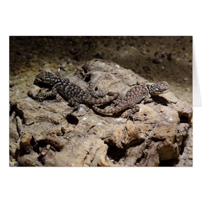 Sceloporus cyanogenes (Vorderseite (Horizontal))