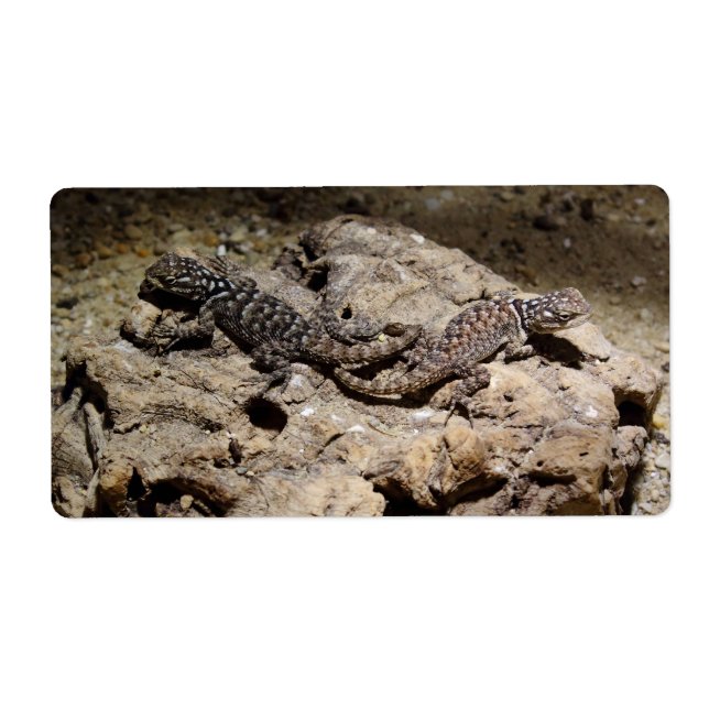 Sceloporus cyanogenes (Vorne)